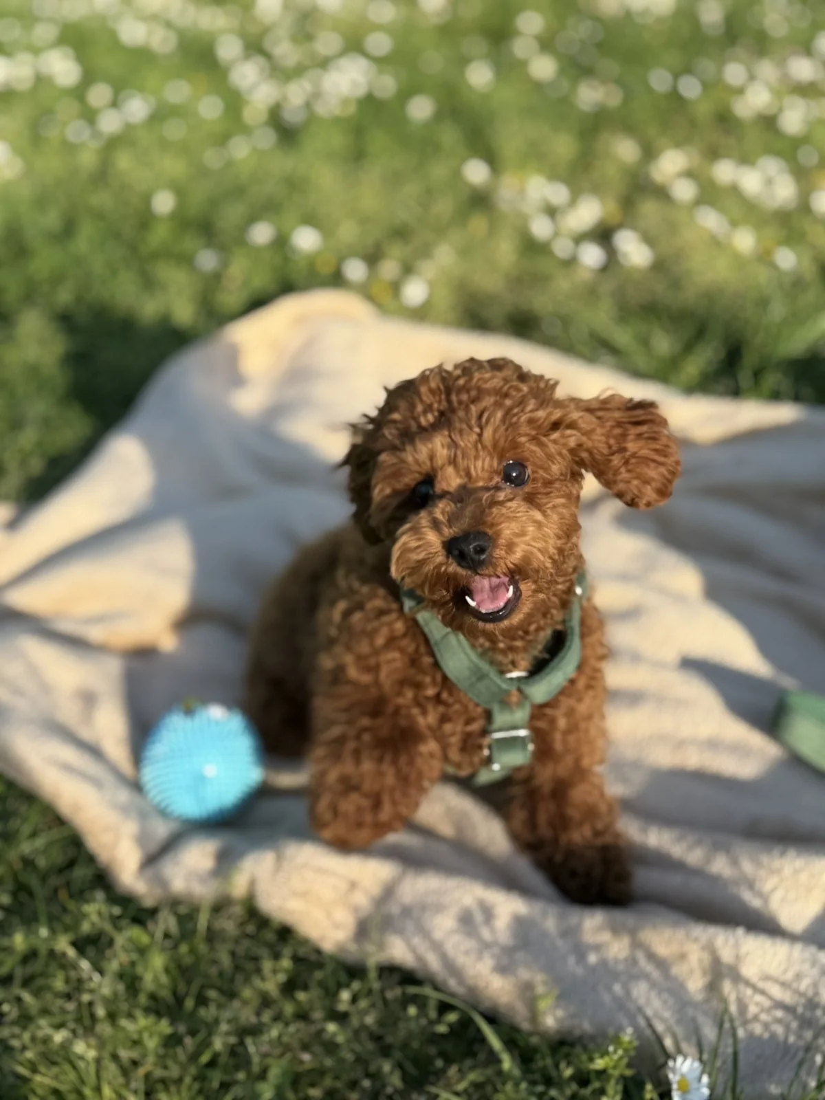 Teddy the poodle in an illustrative pet brand email design